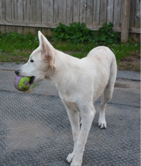 WarKings White Shepherds.