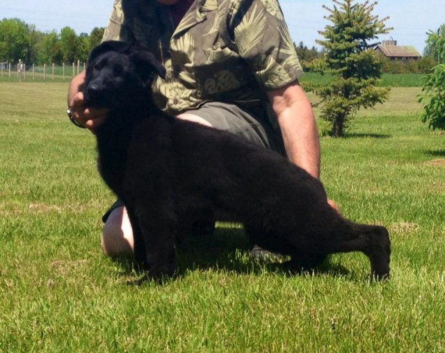 Madeb's Olympic Gold "Sochi" 14.5 weeks at Loretto Kennels in Toronto